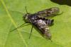 Ibisia marginata